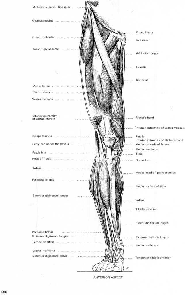 artistic anatomy by dr. paul richer pdf